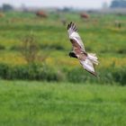 Jagdflieger im Suchflug