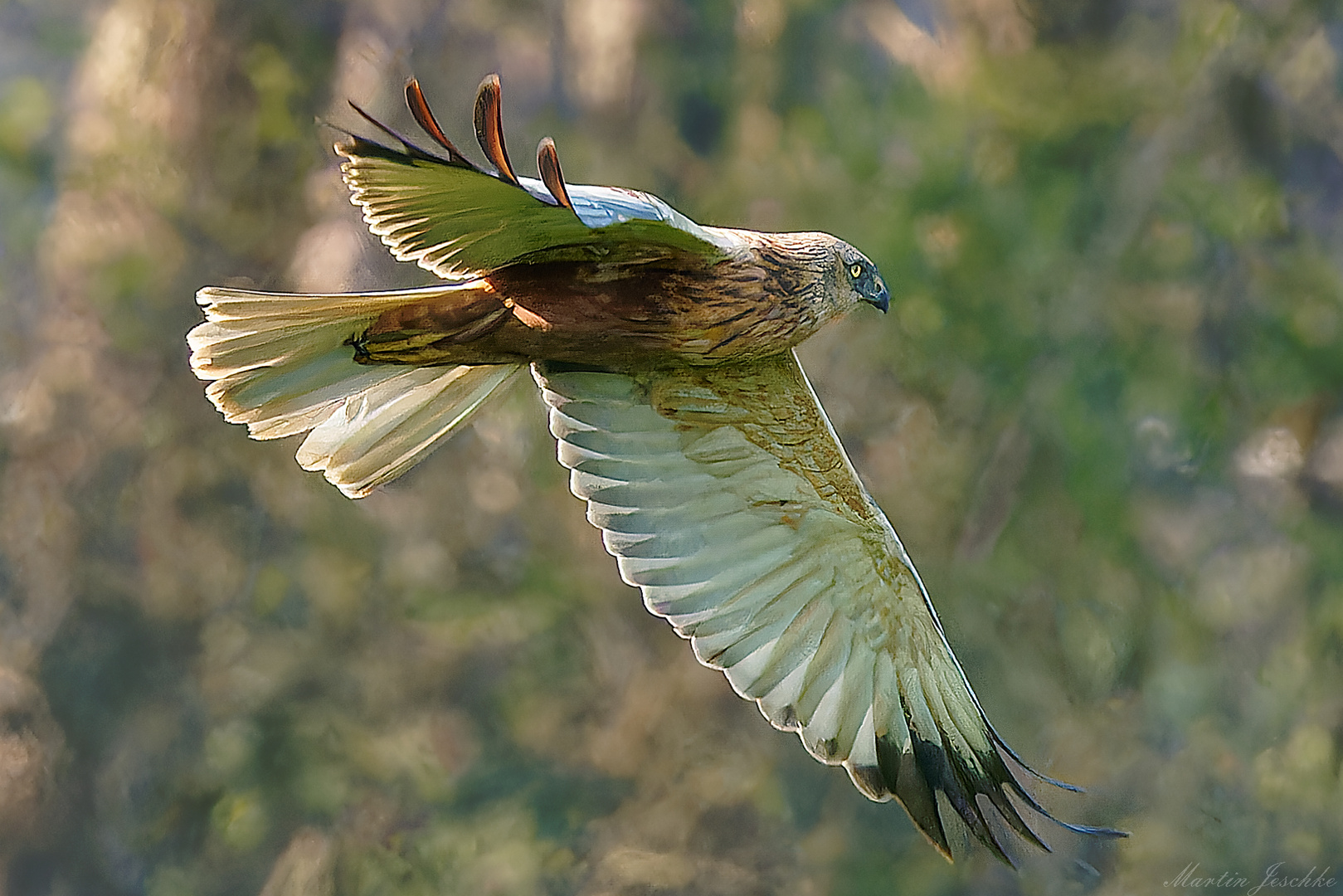 Jagdflug der männlichen Kornweihe