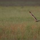 Jagdflug über den Hellerwiesen   . . .