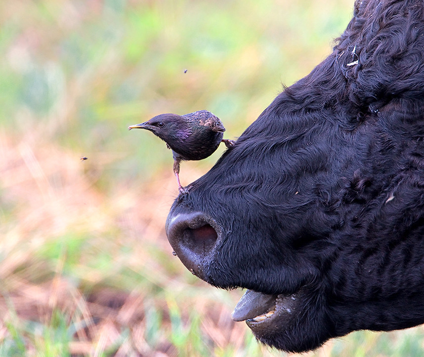 Jagdfreundschaft