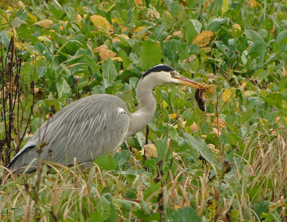 Jagdglück