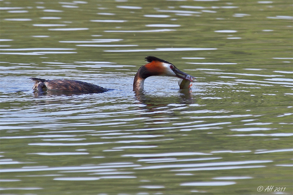 Jagdglück