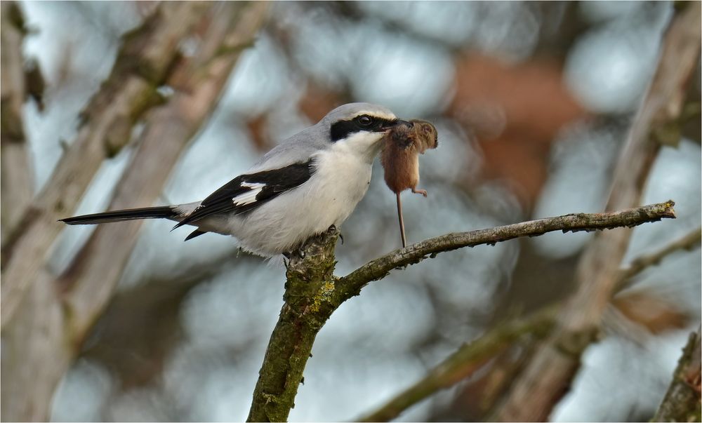 Jagdglück