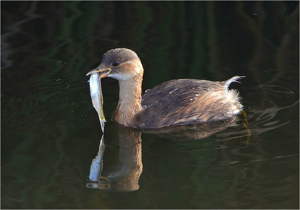 Jagdglück