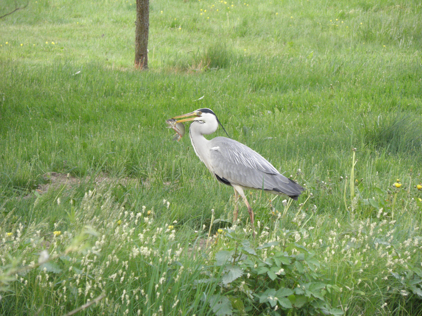 Jagdglück