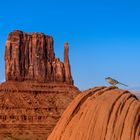 Jagdglück, Monument Valley, Arizona, USA