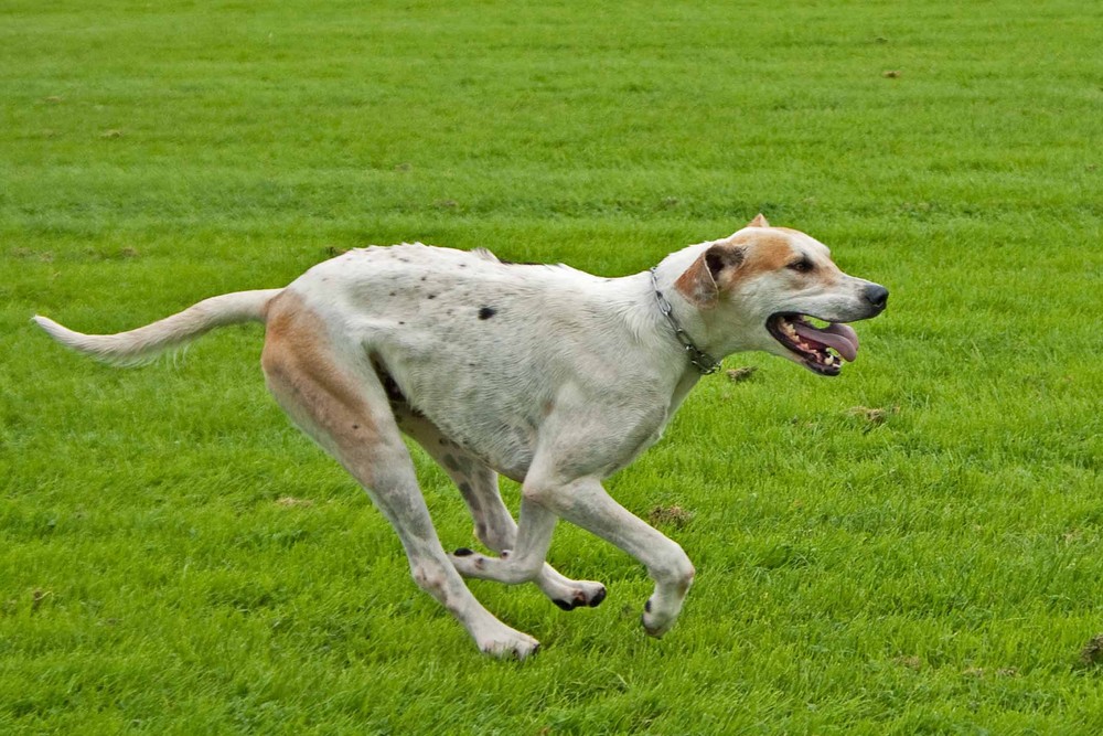 Jagdhund