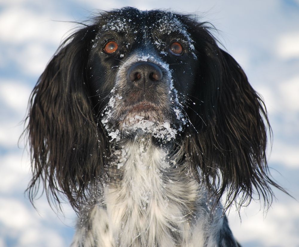 Jagdhund ...aber nicht bei der Arbeit