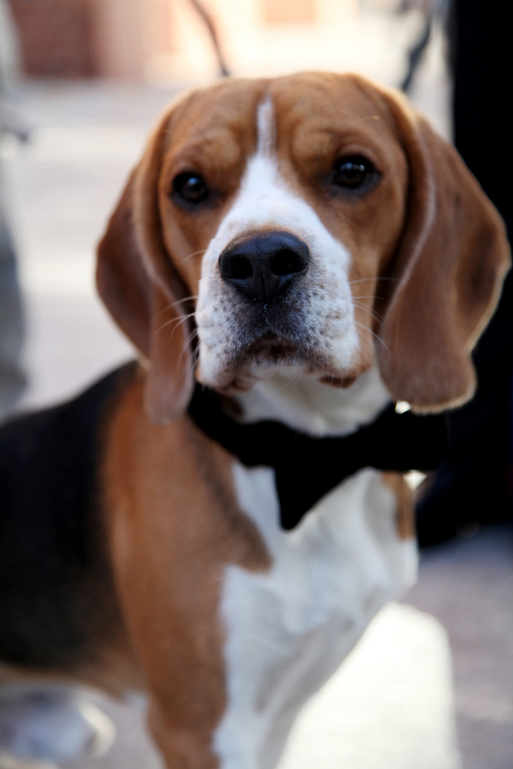 Jagdhund Beagle bei der Hochzeit