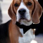 Jagdhund Beagle bei der Hochzeit