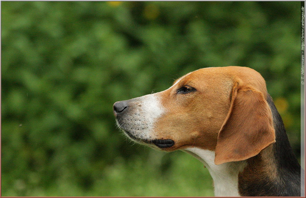 Jagdhund bei der Arbeit