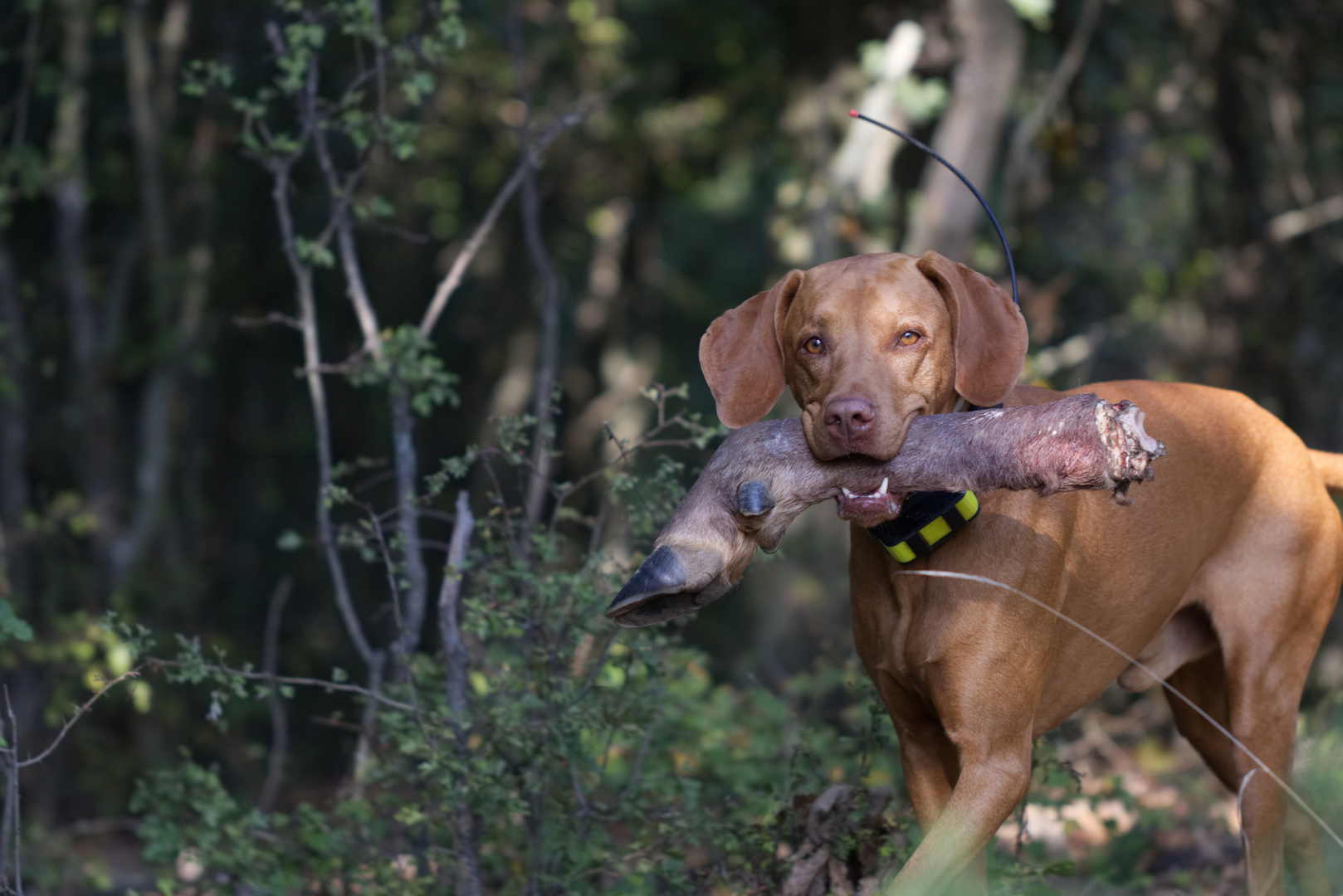 Jagdhund bei der Arbeit II