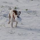 Jagdhund beim Training