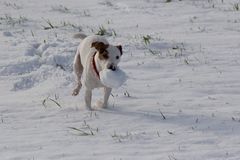 Jagdhund beim Training