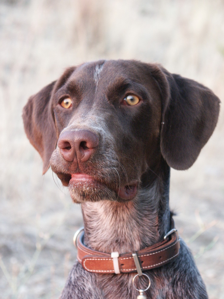 Jagdhund Capo von Pyli