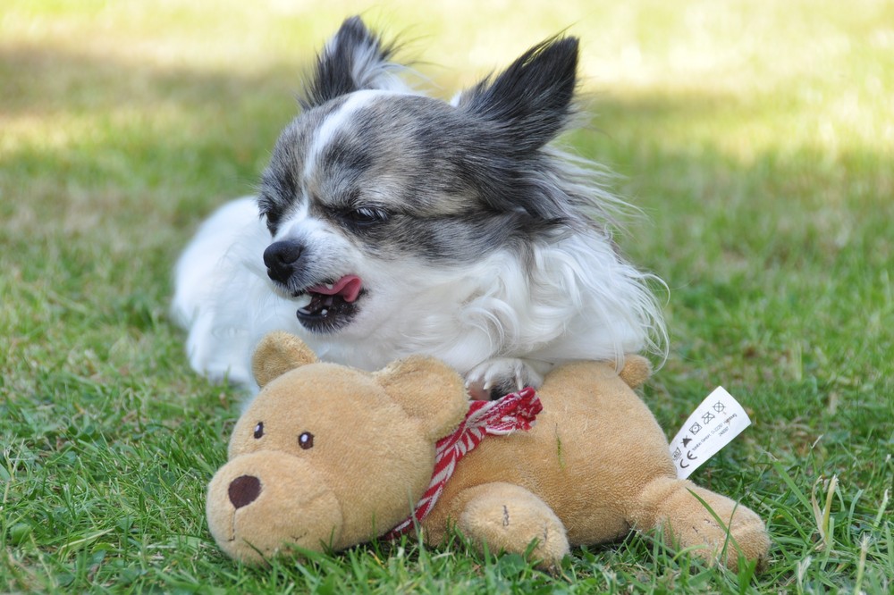 Jagdhund hat zugeschlagen