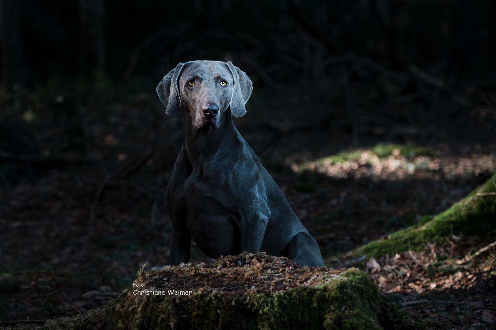 Jagdhund im dunklen Wald