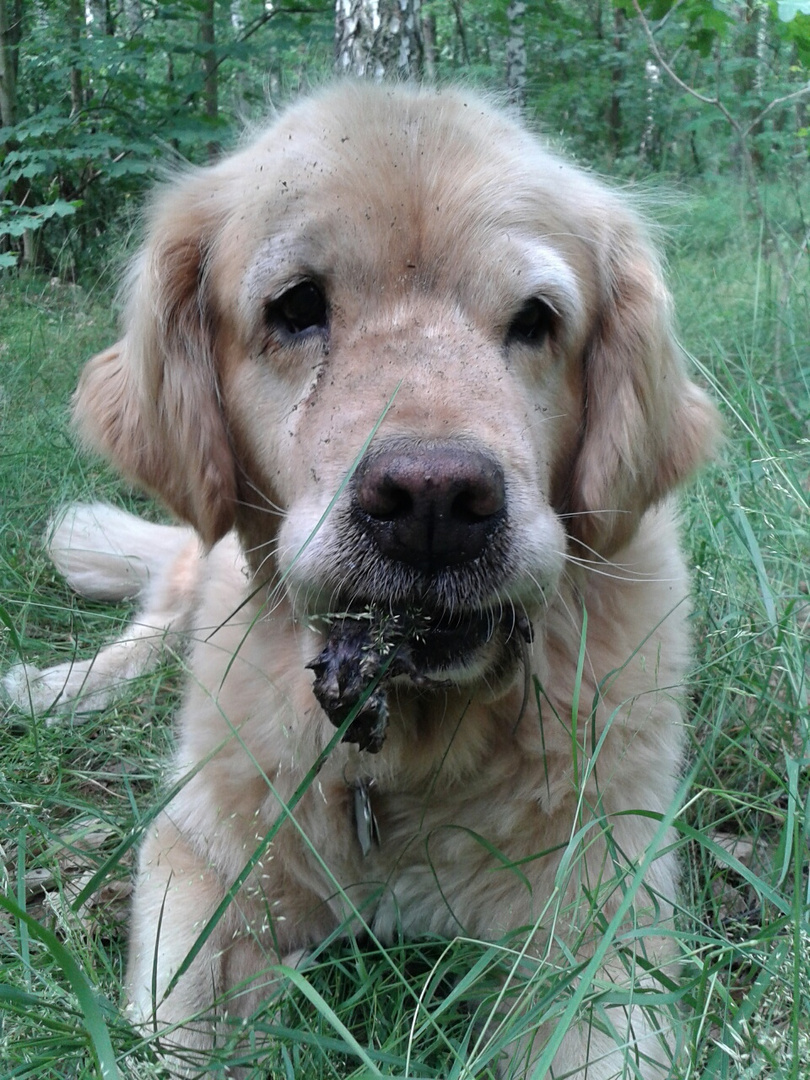 Jagdhund Kessy bei der Arbeit- heute gibt es Maus!