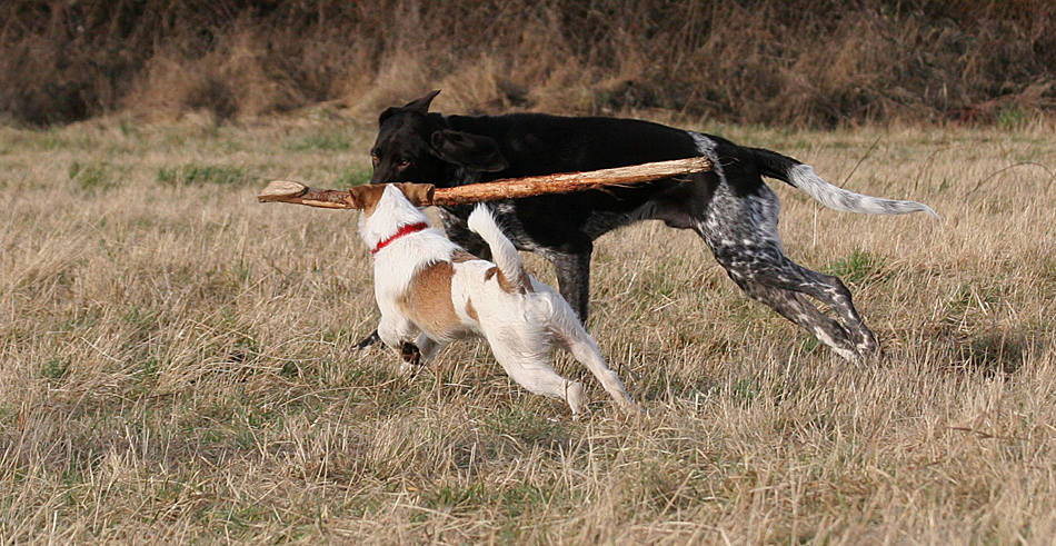 Jagdhund, mit MEINEM Stöckchen...