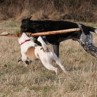 Jagdhund, mit MEINEM Stöckchen...