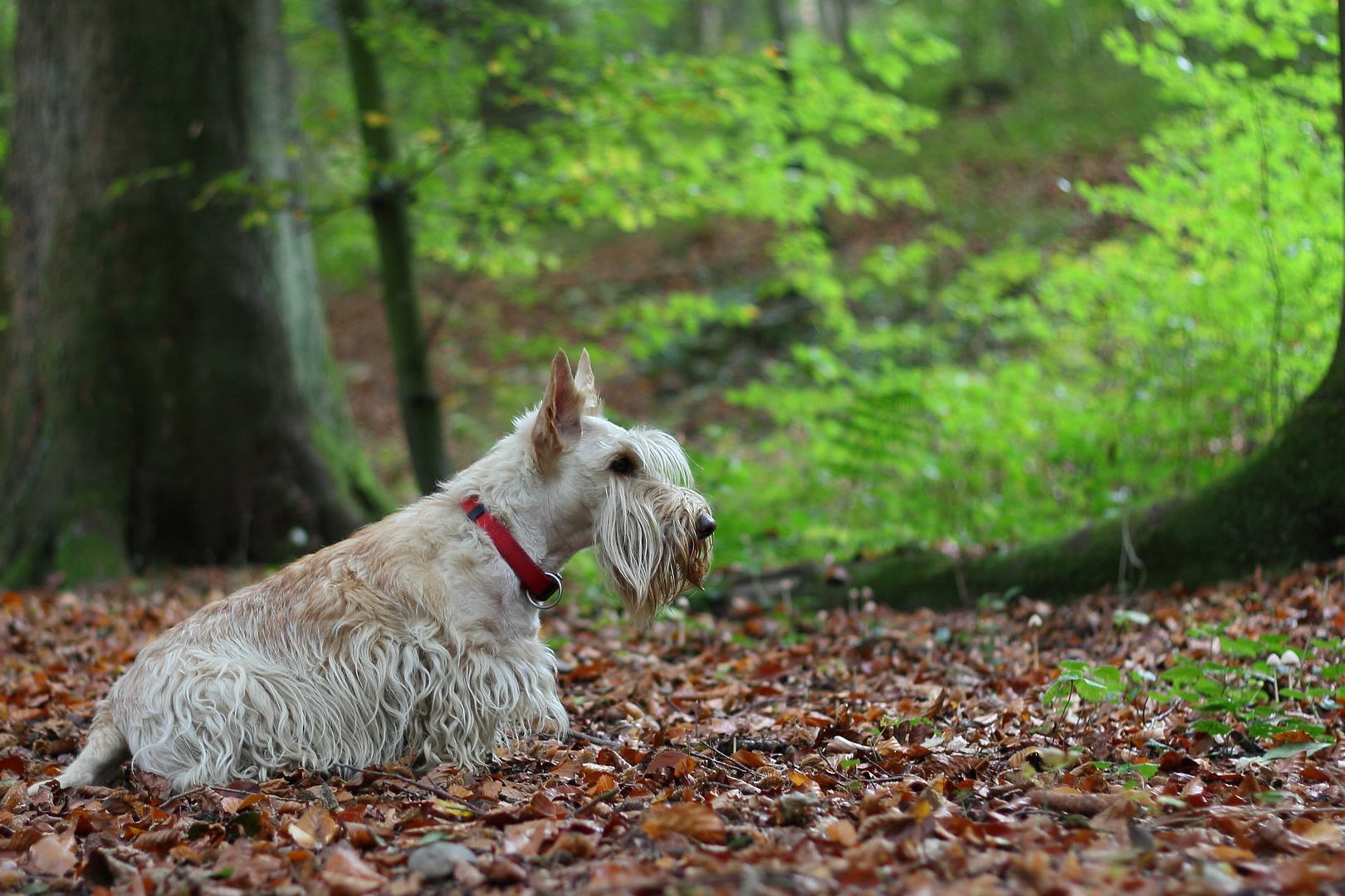 Jagdhund? Ne....