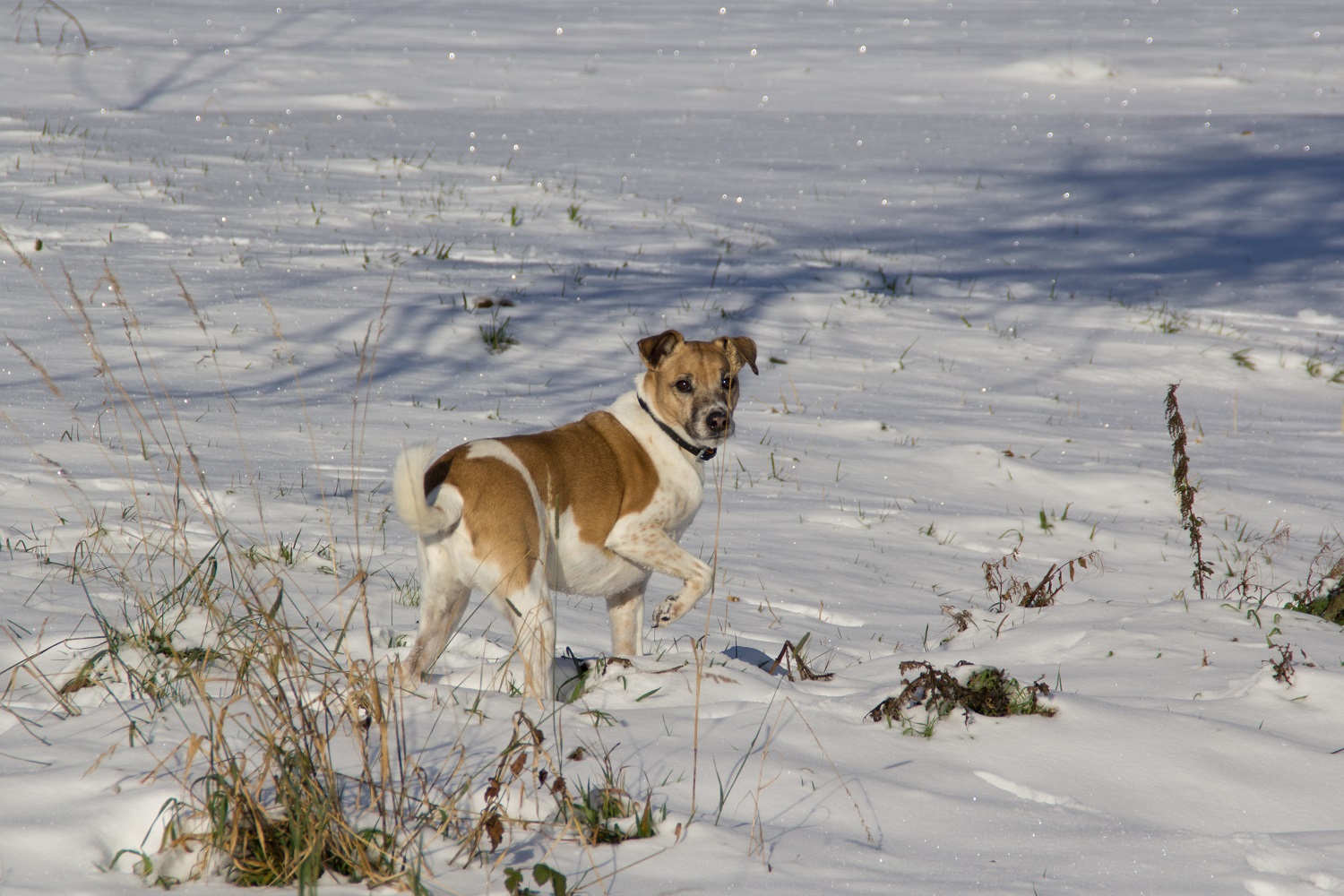 Jagdhund pur