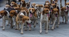 Jagdhunde nicht auf der Jagd - Beagelmeute