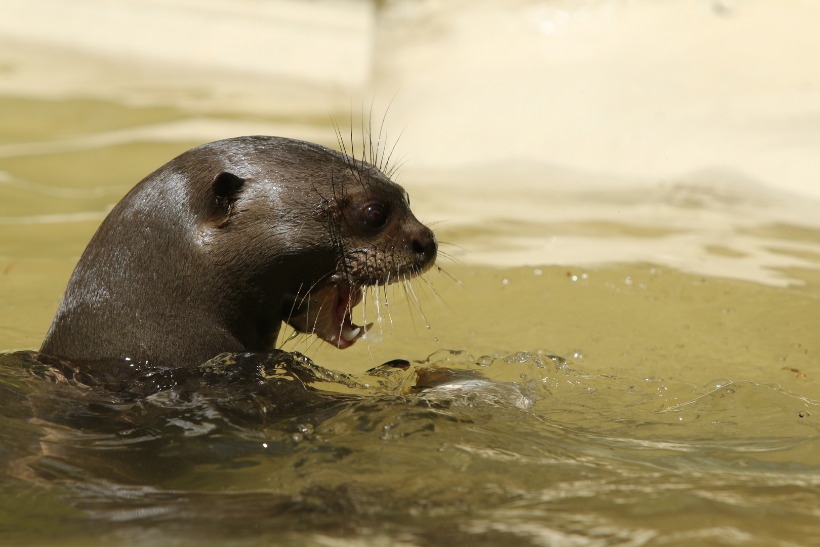 Jagdinstinkt.