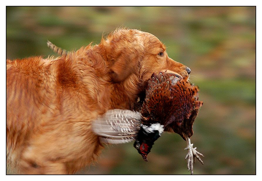 jagdliche Impression