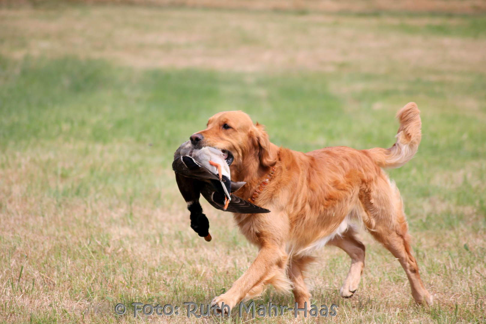 ... Jagdliches Training