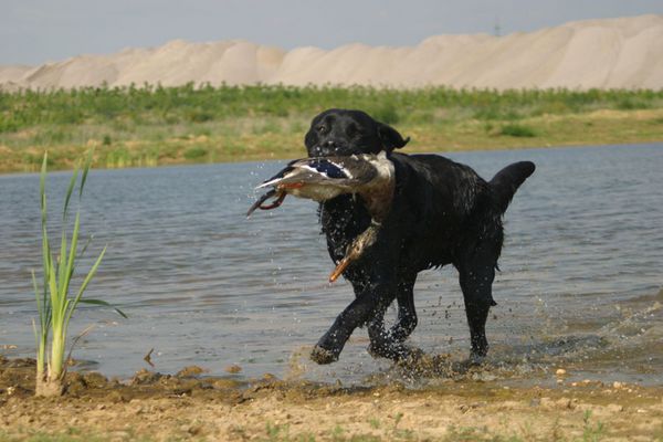 Jagdliches Training mit Ente
