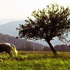 Jagdreiten im Taunus