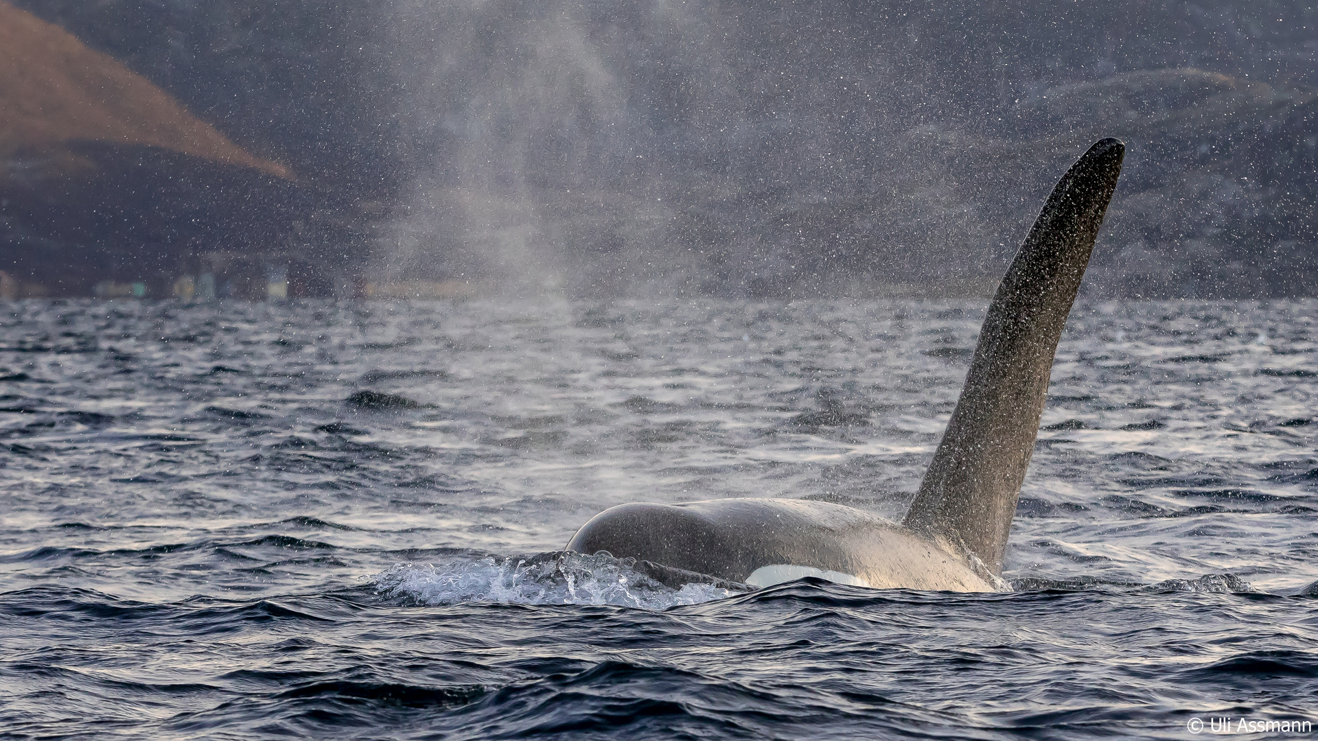 Jagdrevier Der Orcas Foto Bild World Natur Norwegen Bilder Auf Fotocommunity