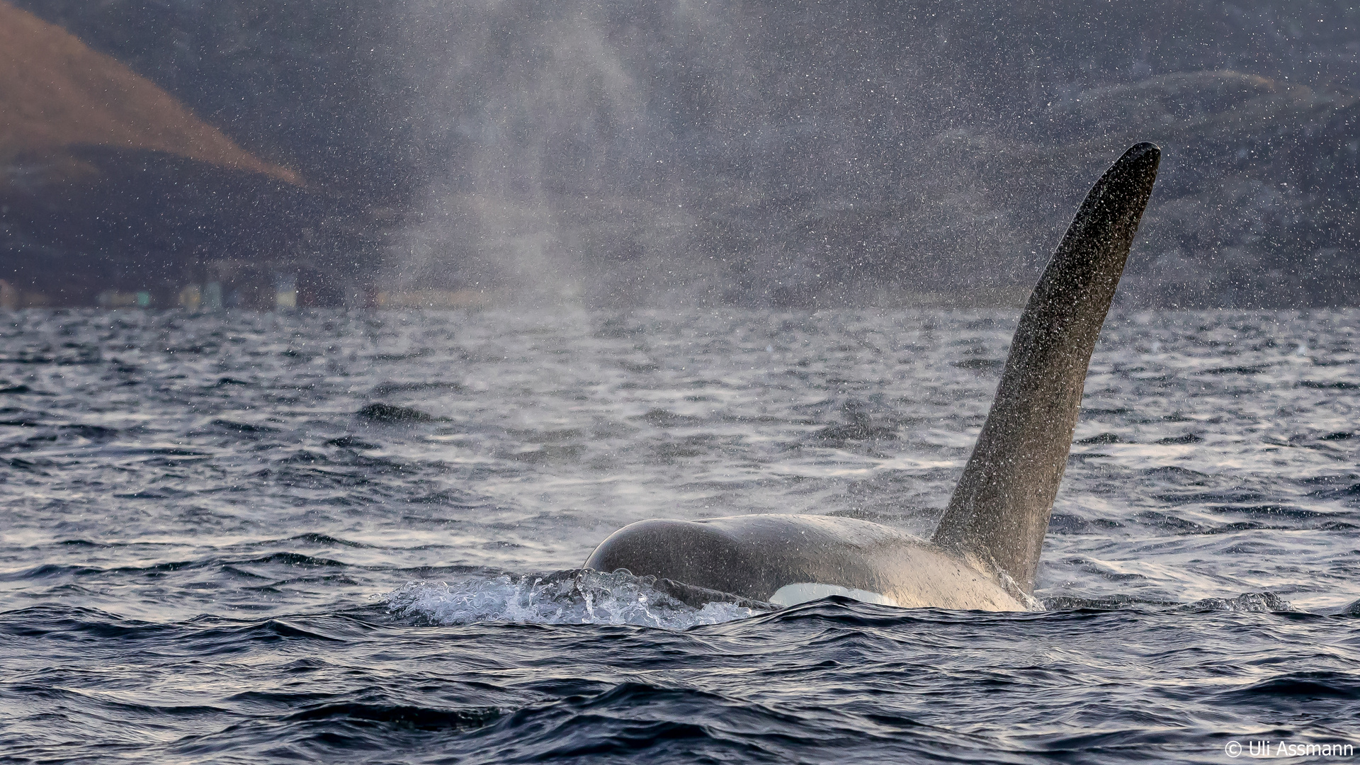 Jagdrevier der Orcas