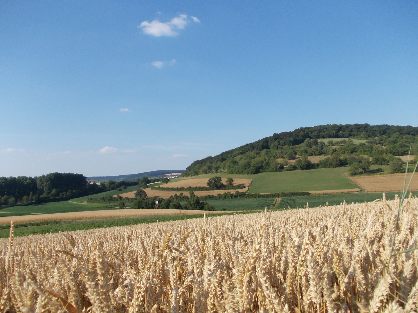 Jagdrevier im Badischen