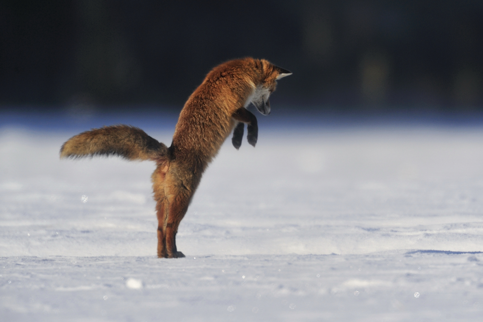 Jagdsequenz - Rotfuchsfähe im verharschten Schnee - Bild 1