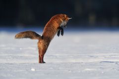 Jagdsequenz - Rotfuchsfähe im verharschten Schnee - Bild 1