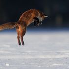 Jagdsequenz - Rotfuchsfähe im verharschten Schnee - Bild 2