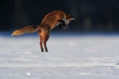 Jagdsequenz - Rotfuchsfähe im verharschten Schnee - Bild 2