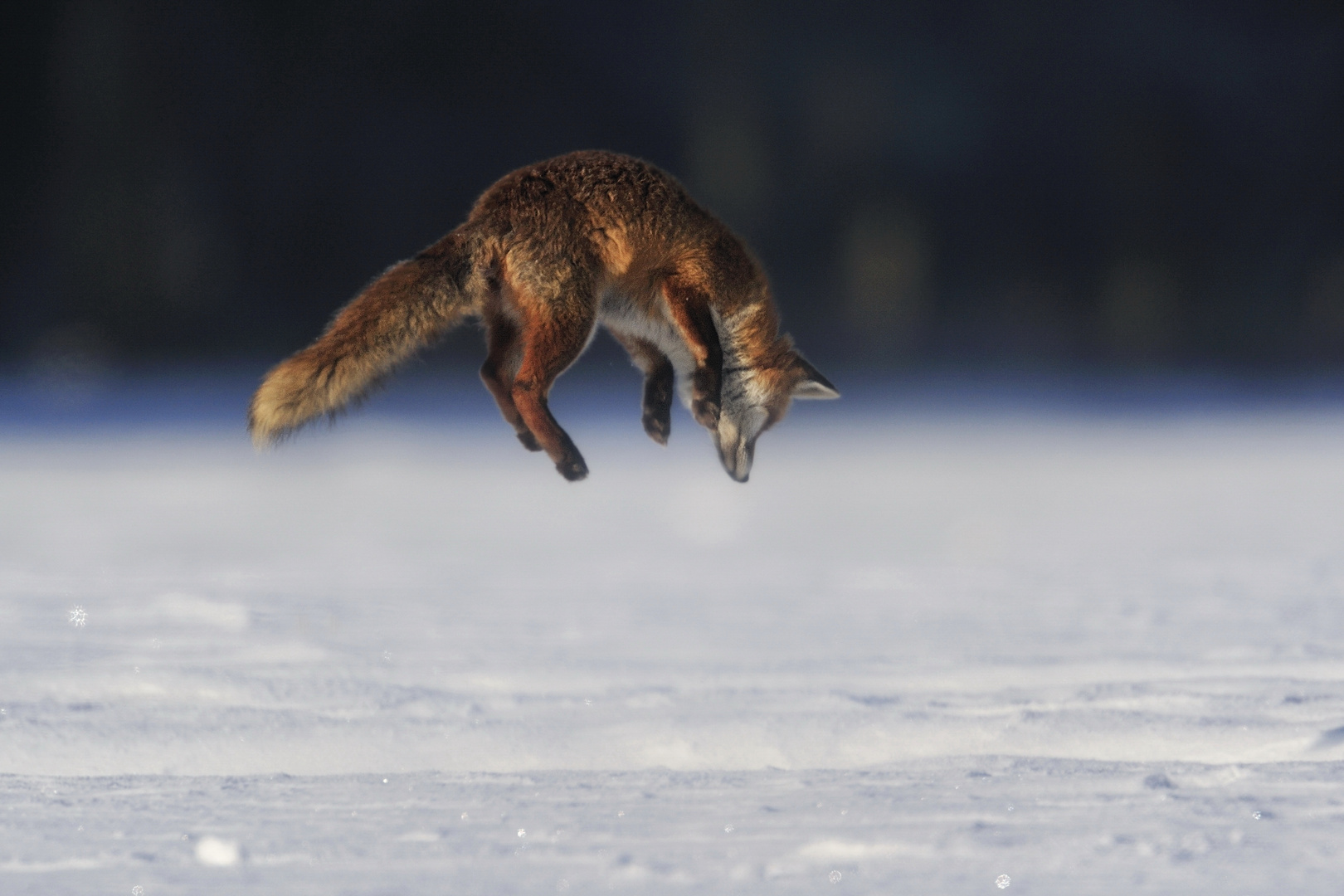 Jagdsequenz - Rotfuchsfähe im verharschten Schnee - Bild 3