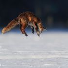 Jagdsequenz - Rotfuchsfähe im verharschten Schnee - Bild 3