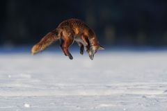 Jagdsequenz - Rotfuchsfähe im verharschten Schnee - Bild 3