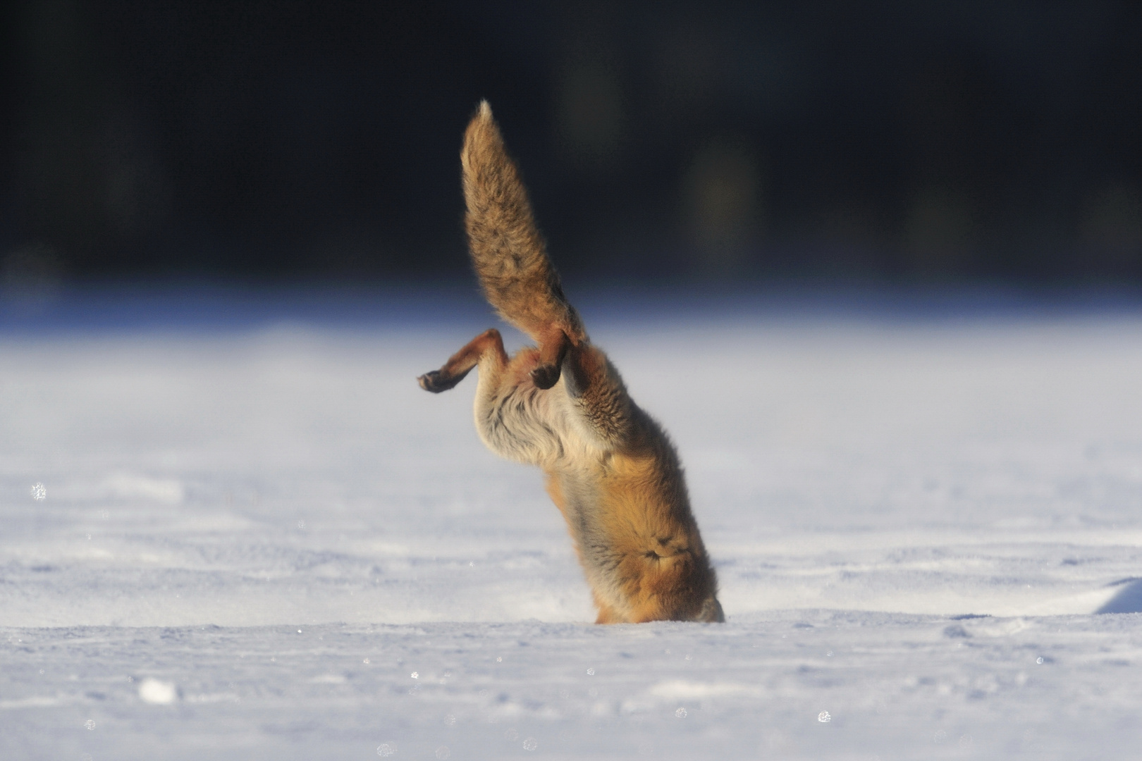 Jagdsequenz - Rotfuchsfähe im verharschten Schnee - Bild 4