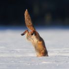 Jagdsequenz - Rotfuchsfähe im verharschten Schnee - Bild 4