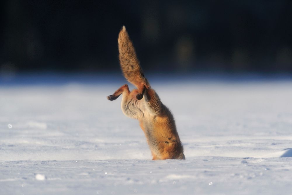 Jagdsequenz - Rotfuchsfähe im verharschten Schnee - Bild 4