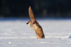 Jagdsequenz - Rotfuchsfähe im verharschten Schnee - Bild 4