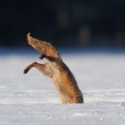 Jagdsequenz - Rotfuchsfähe im verharschten Schnee - Bild 5