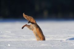 Jagdsequenz - Rotfuchsfähe im verharschten Schnee - Bild 5