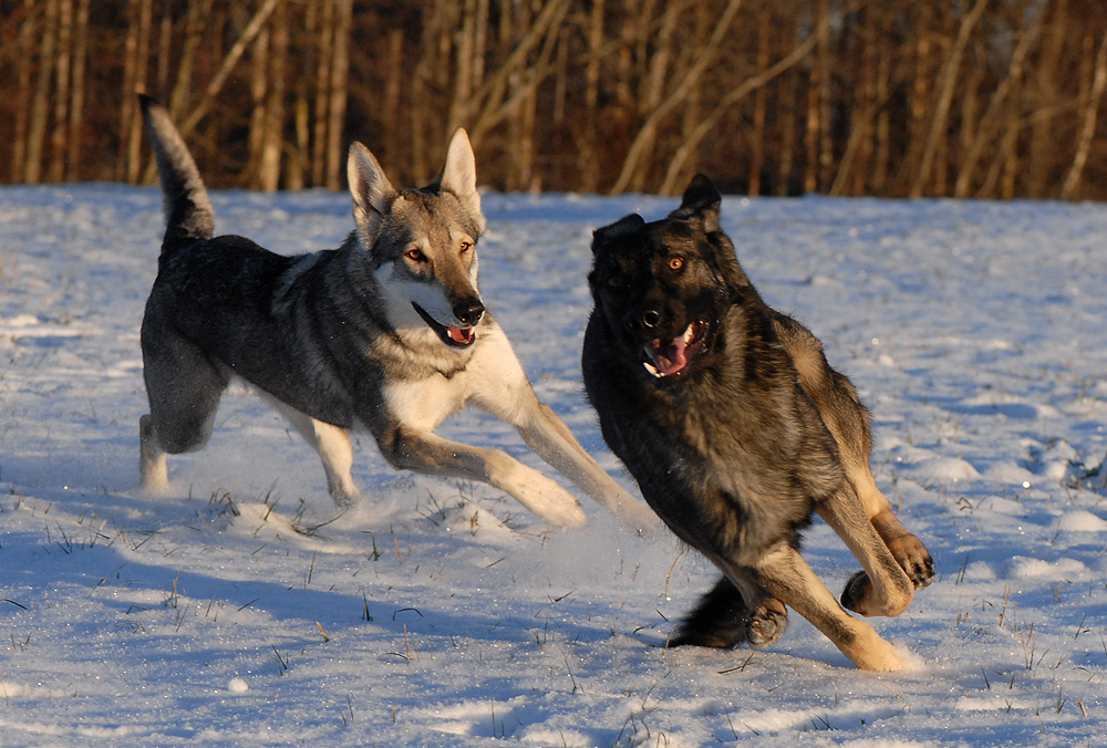 Jagdspiel