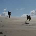 Jagdspiel in der Düne